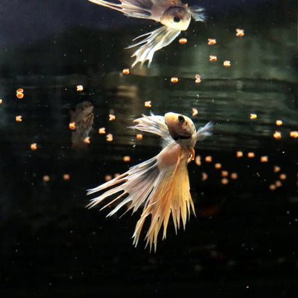 JBL ProNovo Betta Grano S: Enhance Betta Colors, Boost Digestion Granular Food