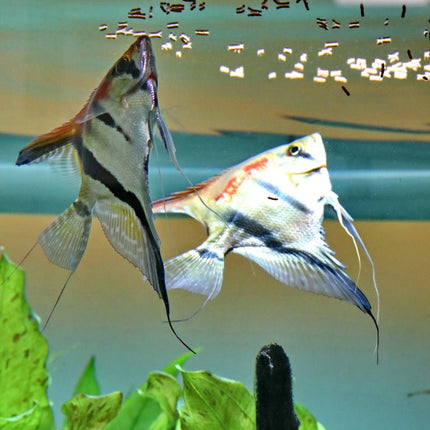 JBL ProNovo Betta Insect Sticks: High-Quality Fish Food for Vibrant Bettas