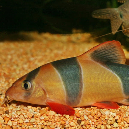 JBL ProNovo Botia Tab M: Spirulina Rich Sinking Food for Loaches