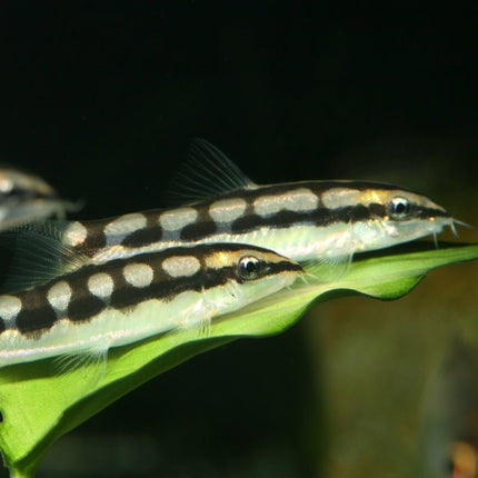 JBL ProNovo Botia Tab M: Spirulina Rich Sinking Food for Loaches