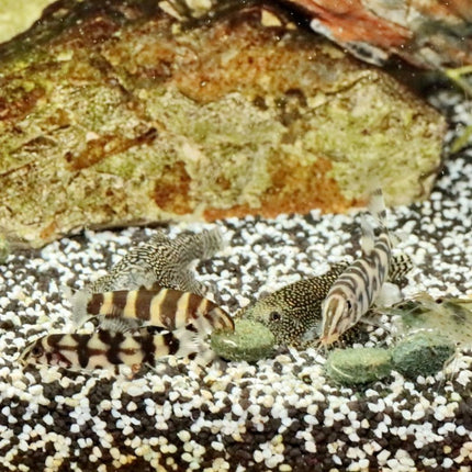 JBL ProNovo Botia Tab M: Spirulina Rich Sinking Food for Loaches