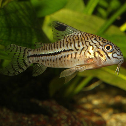 JBL ProNovo Corydoras Sinking Tablets: Spirulina-Rich Food for Armored Catfish