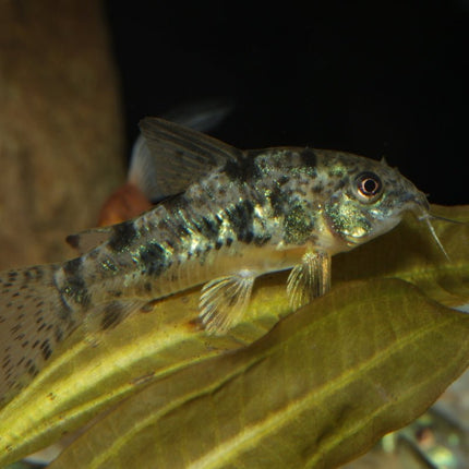JBL ProNovo Corydoras Sinking Tablets: Spirulina-Rich Food for Armored Catfish