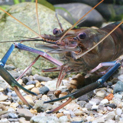 JBL ProNovo Crabs Wafer M  (Food for Crayfish and Crabs)