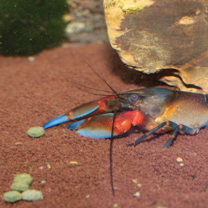 JBL ProNovo Crabs Wafer M  (Food for Crayfish and Crabs)