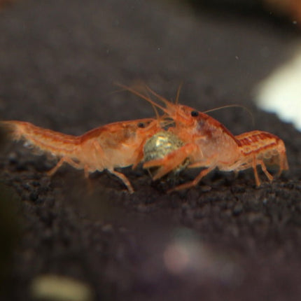 JBL ProNovo Crabs Wafer M: Complete Diet for Vibrant Crayfish and Crabs