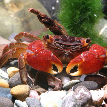 JBL ProNovo Crabs Wafer M  (Food for Crayfish and Crabs)