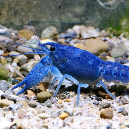 JBL ProNovo Crabs Wafer M  (Food for Crayfish and Crabs)