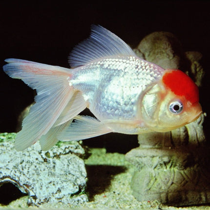 JBL ProNovo FanTail Goldfish Food: Sinking Pellets for Vibrant Color