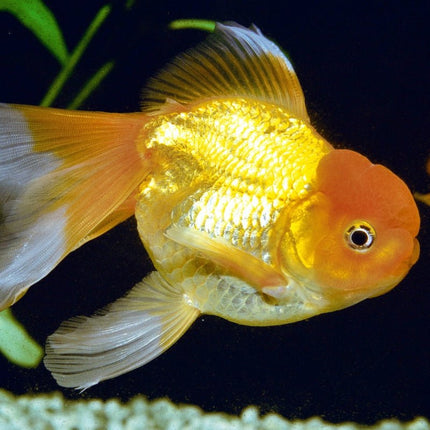 JBL ProNovo FanTail Goldfish Food: Sinking Pellets for Vibrant Color