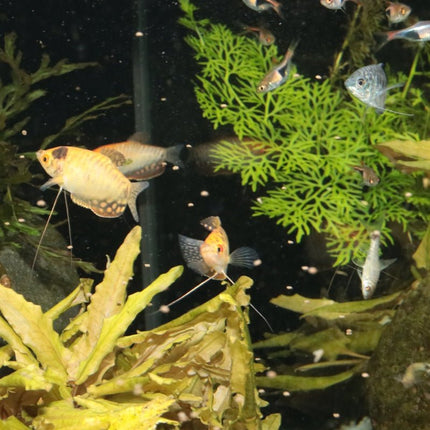 JBL ProNovo Gourami Grano S: Color-Enhancing Sinking Granules for Labyrinth Fish