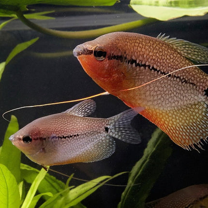 JBL ProNovo Gourami Grano S: Color-Enhancing Sinking Granules for Labyrinth Fish