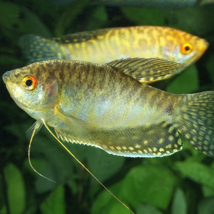 JBL ProNovo Gourami Grano S: Color-Enhancing Sinking Granules for Labyrinth Fish