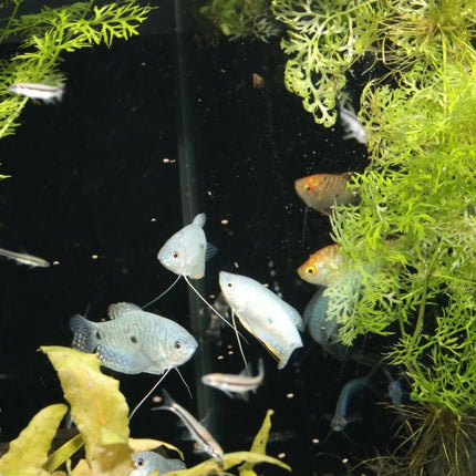 JBL ProNovo Gourami Grano S: Color-Enhancing Sinking Granules for Labyrinth Fish