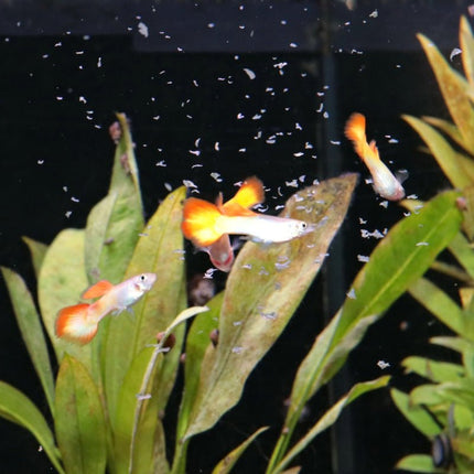 JBL ProNovo Guppy Flakes S: Premium Color-Enhancing Fish Food for Livebearers