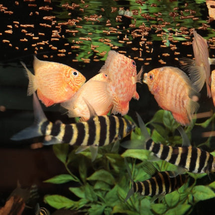 JBL ProNovo Insect Sticks: Premium Floating Insect Fish Food for Healthy Digestion