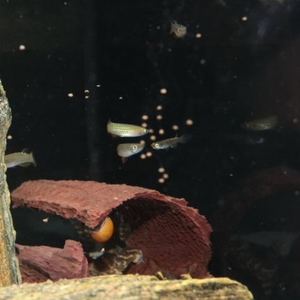 JBL ProNovo Killifish Grano S: Premium Color-Enhancing Granulated Fish Food