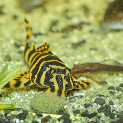 JBL ProNovo Pleco Wafer M: Sinking Wood Fiber Fish Food for Catfish