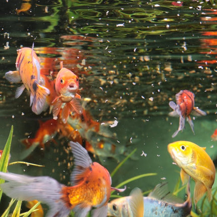 JBL ProNovo RED Flakes M Premium Goldfish Food for Vibrant Color