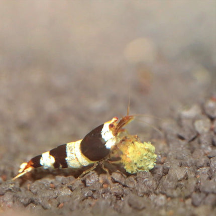 JBL ProNovo Shrimp Grano S: Premium Granulated Food for Thriving Aquatic Life