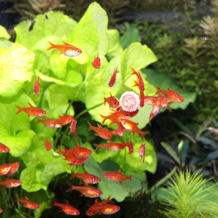 JBL ProNovo Tab M: Premium Sinking Food Tablets for Bottom-Dwelling Fish