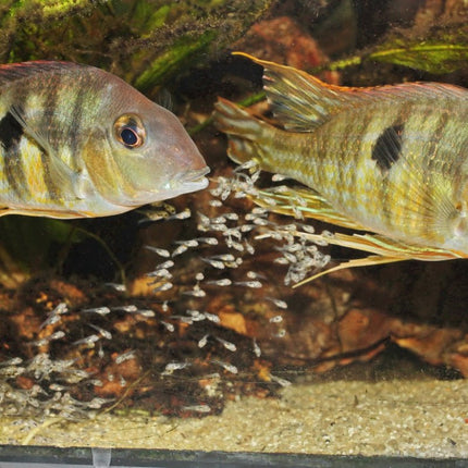 JBL Pronovo Bel Fluid: Premium Liquid Young Fish Food for Optimal Growth