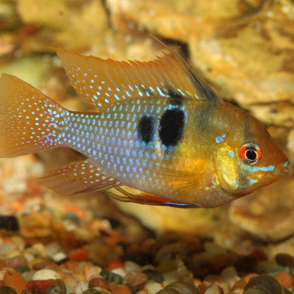 JBL Pronovo Cichlid Grano S: Premium Sinking Fish Food for Vibrant Small Cichlids