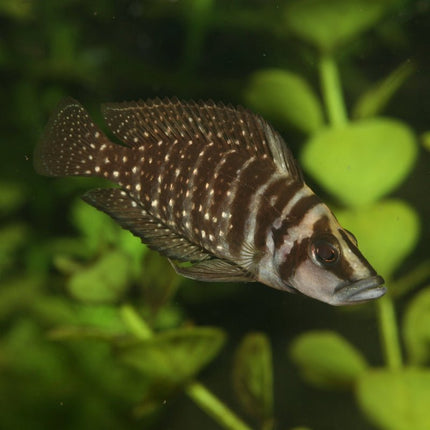 JBL Pronovo Malawi Grano M Premium Sinking Granules for Thriving Cichlids