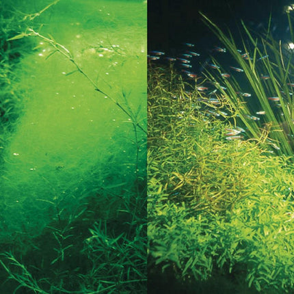 JBL PhosEx Rapid Aquarium Phosphate Remover: Crystal Clear Water, Algae Control