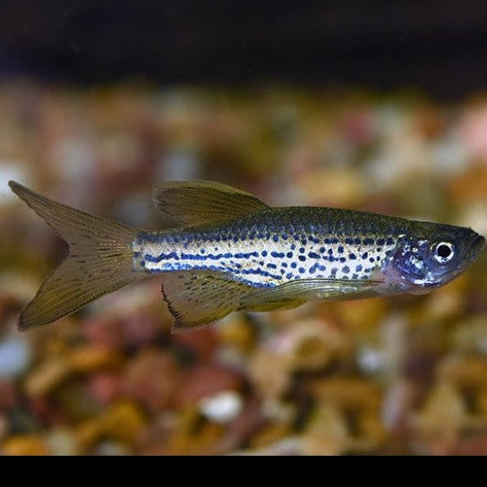 Leopard Danio 2.5cm