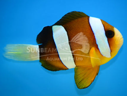 Brown african clownfish Marine 3cm