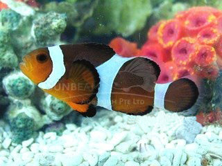 Common clownfish Marine 3cm