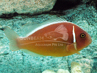 Pink skunk clownfish Marine 3cm