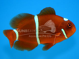Maroon clownfish Marine 3-5cm