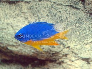 Azule half blue damselfish Marine 3-5cm