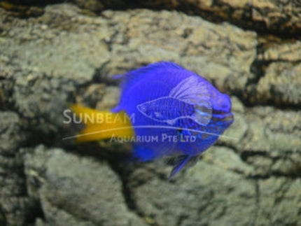 Yellow-tail damselfish Marine 2-3cm