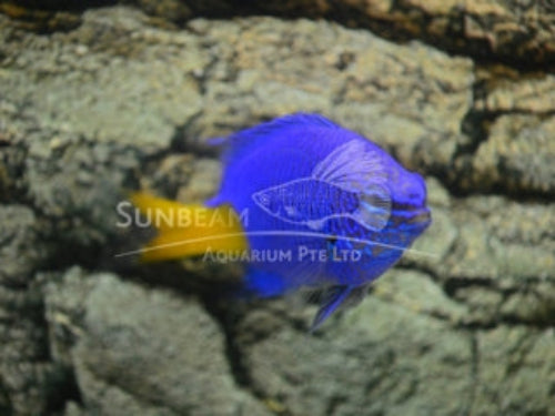 Yellow-tail damselfish Marine 2-3cm