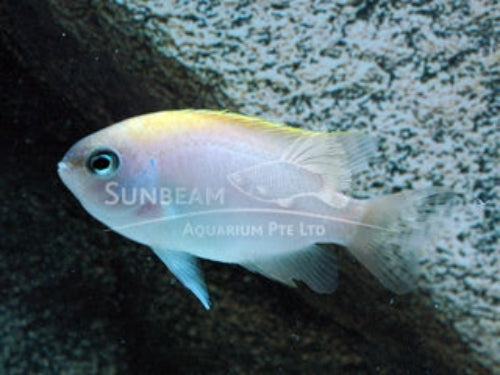 Pink damselfish Marine 2-3cm