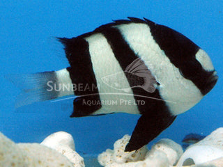 Zebra damselfish Marine 3cm