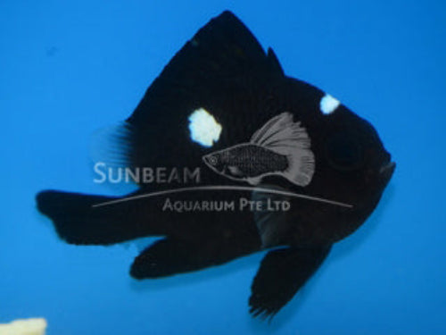 Domino damselfish Marine 2-3cm