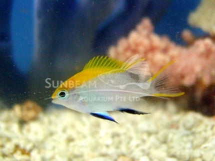 Blue fin damselfish Marine 2-3cm
