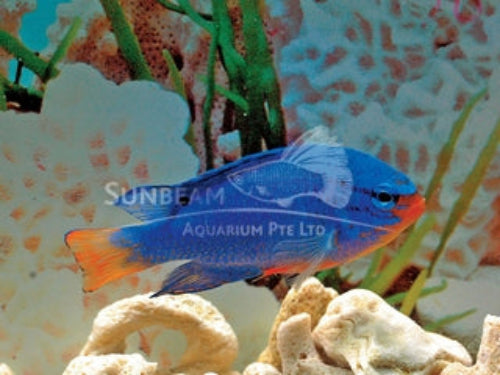 Blue devil damselfish Marine 2-3cm