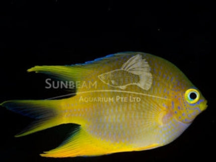 Molucca damselfish Marine 2-3cm