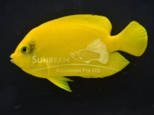 Golden angel Marine 5-8cm