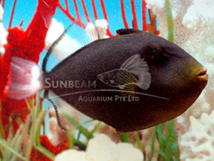 Pink tail triggerfish Marine 11-12cm