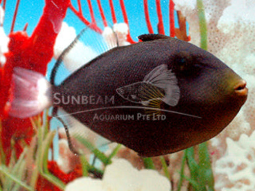 Pink tail triggerfish Marine 11-12cm