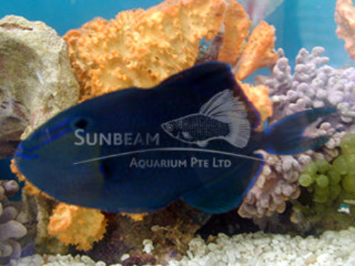 Red toothed triggerfish Marine 3-4cm
