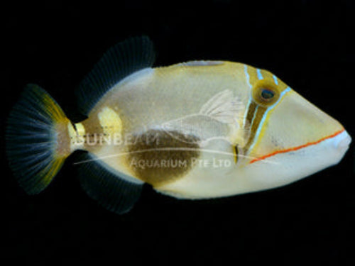 Bursa triggerfish Marine 3cm