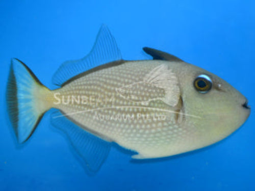 Blue-faced triggerfish Marine 7cm