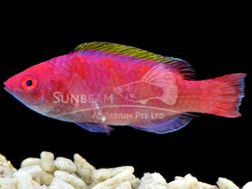 Yellowfin fairy wrasse Marine 5-10cm